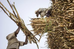 Homens trabalhando na colheita da cana de açúcar