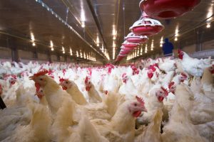 Dezenas de aves brancas dentro do galpão de uma granja 