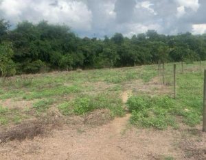 Área com vegetação curta e mata ao fundo